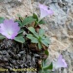 Primula allionii 其他