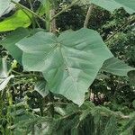 Paulownia tomentosa Leaf