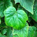 Begonia formosana Leaf