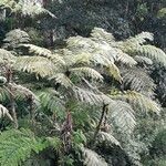 Cyathea arborea Hoja