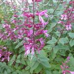 Syncolostemon latidens Otro