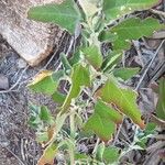 Chenopodium album Vekstform