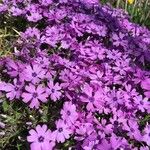 Phlox subulata花