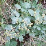 Rubus sprengelii その他の提案