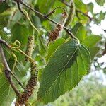 Betula papyrifera पत्ता