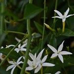 Jasminum azoricum Квітка