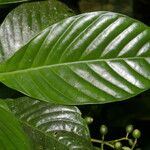 Psychotria panamensis Ліст