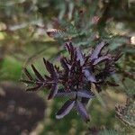Acacia baileyana Hostoa