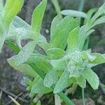 Filago pyramidata Leaf