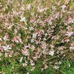 Oenothera lindheimeri Habitus