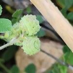 Medicago rigidula Mbuma