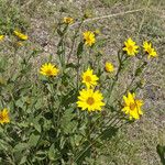 Helianthus pumilus ശീലം