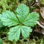 Rubus pedatus Leaf