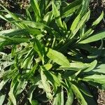 Anchusa officinalisBlad