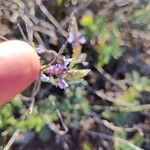 Lavandula canariensisFlor