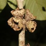 Aegiphila anomala Fruct