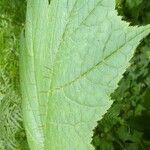 Oplopanax horridus Hoja