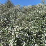 Ceanothus cuneatus Habitus