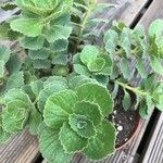 Coleus caninus Leaf