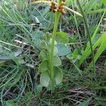 Botrychium lunaria Leaf