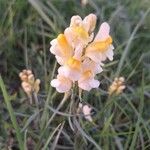 Linaria angustissima Virág