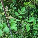 Angelica sylvestrisLapas