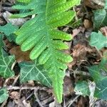 Polypodium interjectum ഇല