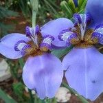 Trimezia coerulea Flower