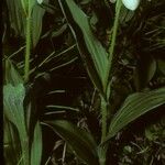 Cypripedium passerinum Hábito