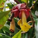 Drymonia coccinea Flor