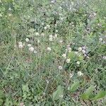 Trifolium montanum Habit