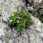 Asarina procumbens Hábito