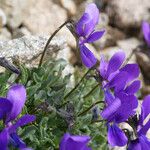 Viola diversifolia عادت داشتن