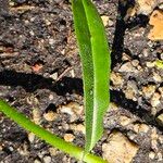 Myosotis scorpioides Leaf