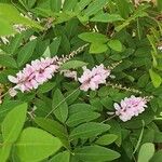 Indigofera decora Flor