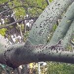 Ceiba speciosa പുറംതൊലി