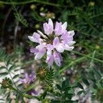 Coronilla varia Flower