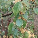 Betula ermanii 葉