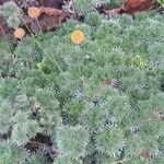 Cotula hispida Hoja