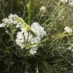 Achillea setacea Flower