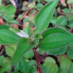 Heterotis decumbens Sonstige