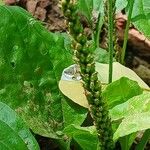 Plantago major Плод