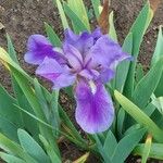 Iris lutescens 花