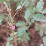 Indigofera pedunculata Květ