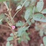 Indigofera pedunculataBlodyn