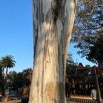 Eucalyptus tereticornis Bark