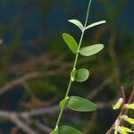 Vicia caroliniana 叶