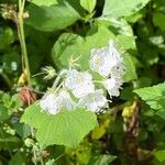 Hydrophyllum appendiculatum Květ