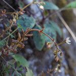 Sedum monregalense Drugo