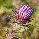 Symphyotrichum novae-angliae Flower